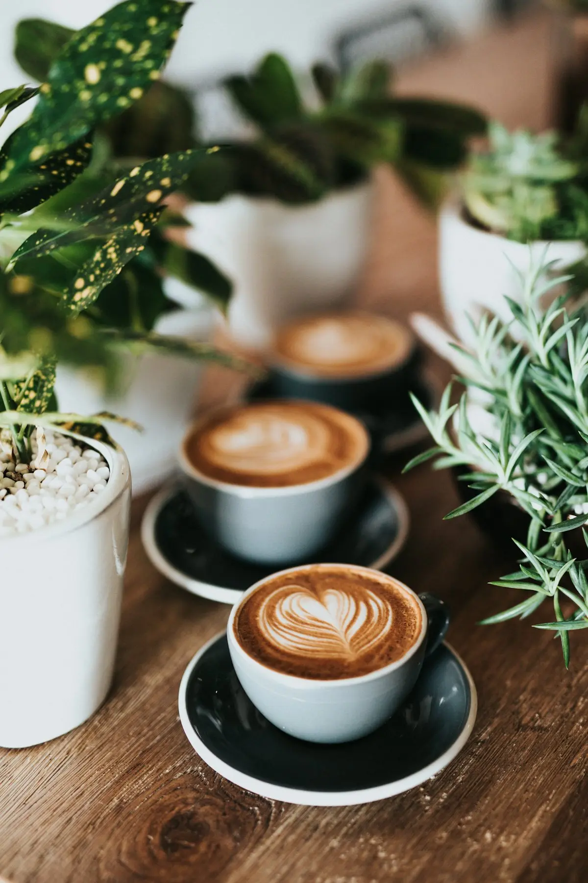 Lonkova house blend
